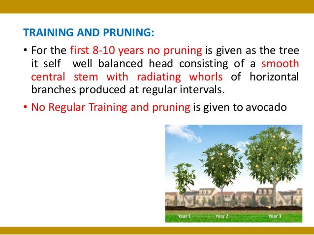 avocado business plan