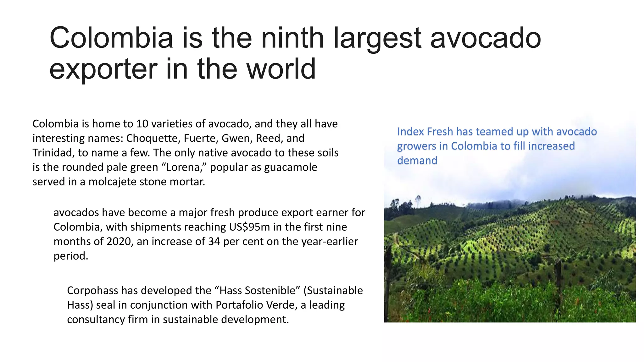 Colombia is the ninth largest avocado
exporter in the world
Colombia is home to 10 varieties of avocado, and they all have
interesting names: Choquette, Fuerte, Gwen, Reed, and
Trinidad, to name a few. The only native avocado to these soils
is the rounded pale green “Lorena,” popular as guacamole
served in a molcajete stone mortar.
avocados have become a major fresh produce export earner for
Colombia, with shipments reaching US$95m in the first nine
months of 2020, an increase of 34 per cent on the year-earlier
period.
Corpohass has developed the “Hass Sostenible” (Sustainable
Hass) seal in conjunction with Portafolio Verde, a leading
consultancy firm in sustainable development.
Index Fresh has teamed up with avocado
growers in Colombia to fill increased
demand
 