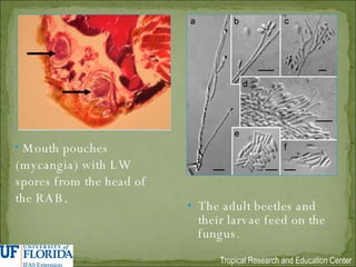 The adult beetles and their larvae feed on the fungus.  Mouth pouches (mycangia) with LW spores from the head of the RAB. 