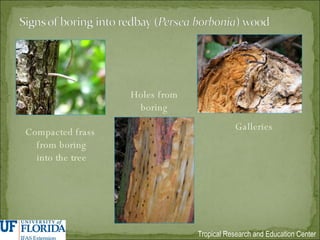 Compacted frass  from boring into the tree Holes from boring Galleries 