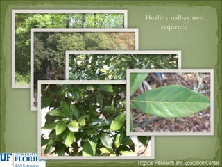 Healthy redbay tree sequence 