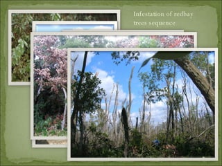 Infestation of redbay trees sequence 