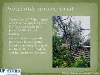 September 2007 first report of RAB-LW attacking and killing an avocado tree – Jacksonville, Duval County. Since that time avocado trees have been reported killed or severely damaged in Duval, Brevard, Volusia, and Indian River Counties. 