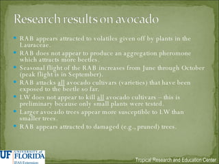RAB appears attracted to volatiles given off by plants in the Lauraceae. RAB does not appear to produce an aggregation pheromone which attracts more beetles. Seasonal flight of the RAB increases from June through October (peak flight is in September). RAB attacks  all  avocado cultivars (varieties) that have been exposed to the beetle so far. LW does not appear to kill  all  avocado cultivars – this is preliminary because only small plants were tested. Larger avocado trees appear more susceptible to LW than smaller trees. RAB appears attracted to damaged (e.g., pruned) trees. 