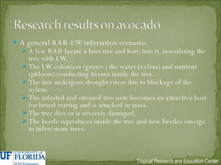 A general RAB-LW infestation scenario: A few RAB locate a host tree and bore into it, inoculating the tree with LW. The LW colonizes (grows ) the water (xylem) and nutrient (phloem) conducting tissues inside the tree. The tree undergoes drought stress due to blockage of the xylem. The infested and stressed tree now becomes an attractive host for brood rearing and is attacked in mass. The tree dies or is severely damaged. The beetle reproduces inside the tree and new beetles emerge to infest more trees. 