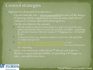 Options for dooryard avocado trees: Cut and burn the tree –  not recommended  because of the danger of burning and the requirement for burn permits, and various ordinances of local, state and federal agencies. Cut the tree down to the ground. Pile the wood or chip the wood of the tree, pile it on top of the tree stump and tarp this pile of wood to the ground; essentially composting the infested remains of the tree in-place. (*chipping alone will not kill RAB). Adding biosolids (e.g., manure), fertilizer, and water will speed the decomposition process. See  http://edis.ifas.ufl.edu/pdffiles/EP/EP32300.pdf  and  http://edis.ifas.ufl.edu/pdffiles/HE/HE02600.pdf  for more information on composting. Spray your chainsaws with Clorox™ bleach and water to disinfect it against the possibility of spreading LW fungus to other  susceptible host trees. 