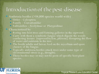 Ambrosia beetles (>34,000 species world-wide) Order – Coleoptera Family – Curculionidae Subfamilies – Scolytinae or  Platypodinae Characterized by Boring into host trees and forming galleries in the sapwood. Carry with them a symbiotic fungus which digests the woody conducting tissues  (sapwood/xylem, phloem); disrupting the flow of water and nutrients in the tree. The beetle adults and larvae feed on the mycelium and spore clusters of the fungus. Typically ambrosia beetles attack trees under some type of environmental stress (e.g., drought). These beetles may or may not be pests of specific host plant species. 