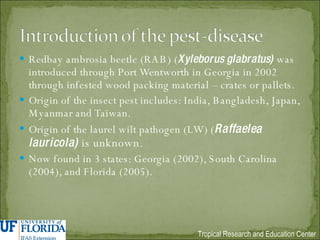 Redbay ambrosia beetle (RAB) ( Xyleborus glabratus)  was introduced through Port Wentworth in Georgia in 2002 through infested wood packing material – crates or pallets. Origin of the insect pest includes: India, Bangladesh, Japan, Myanmar and Taiwan. Origin of the laurel wilt pathogen (LW) ( Raffaelea lauricola)  is unknown. Now found in 3 states: Georgia (2002), South Carolina (2004), and Florida (2005). 