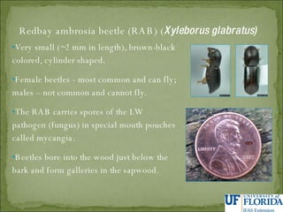 Very small (~2 mm in length), brown-black colored, cylinder shaped. Female beetles - most common and can fly; males – not common and cannot fly. The RAB carries spores of the LW  pathogen (fungus) in special mouth pouches called mycangia. Beetles bore into the wood just below the bark and form galleries in the sapwood. Redbay ambrosia beetle (RAB) ( Xyleborus glabratus) 