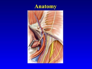 Anatomy 