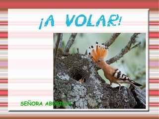 ¡ A VOLAR!
SEÑORA ABUBILLA
