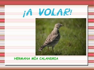 ¡ A VOLAR!
HERMANA MÍA CALANDRIA