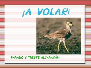 ¡ A VOLAR!

PARADO Y TRISTE ALCARAVÁN

 
