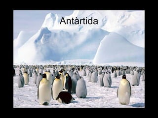 Antàrtida
 
