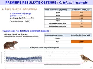 AVORTEMENTS des PETITS RUMINANTS :  une nouvelle PCR digitale multiplex  pour l’analyse des cas non élucidés