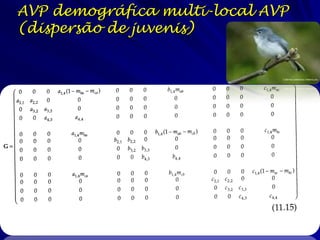 AVP demográfica multi-local AVP
(dispersão de juvenis)
 