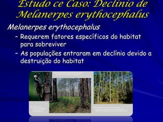 Estudo ce Caso: Declínio de
  Melanerpes erythocephalus
Melanerpes erythocephalus
  – Requerem fatores específicos do habitat
    para sobreviver
  – As populações entraram em declínio devido a
    destruição do habitat
                                  (a) A red-cockaded woodpecker perches at the
                                     entrance to its nest site in a longleaf pine.




       (b) Forest that can
                                                                                     (c) Forest that cannot sustain red-cockaded
           sustain red-cockaded
                                                                                        woodpeckers has high, dense undergrowth that
           woodpeckers has
                                                                                        impacts the woodpeckers’ access to feeding grounds.
           low undergrowth.
 