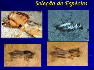 Seleção de Espécies
 