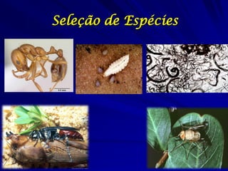 Seleção de Espécies
 