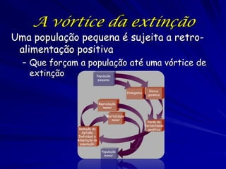 A vórtice da extinção
Uma população pequena é sujeita a retro-
 alimentação positiva
  – Que forçam a população até uma vórtice de
    extinção              População
                           pequena


                                                               Deriva
                                                Endogamia
                                                              genética

                              Reprodução
                                menor

                                  Mortalidade
                                     maior
                                                              Perda da
                                                            Variabilidade
               Redução da                                     genética
                 Aptidão
               Individual e
              Adaptação da
                população

                               População
                                menor
 