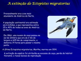 A extinção do Ectopistes migratorius


 Provavelmente era a ave mais
 abundante da América do Norte.


A população continental era estimada
em 6 bilhões, o que representou entre
25 e 40% de todas as aves da América
do Norte.

 Em 1866, uma nuvem de aves passou no
 sul de Ontário que era de 2 km de
 largura e 625 km de comprimento, e
 demorou 14 horas para passar o mesmo
 ponto.

A última Ectopistes migratorius, Martha, morreu em 1914.
 A extinção da espécie foi atribuída ao excesso de caça, perda de habitat
 florestal, e taxas baixas de reprodução
 
