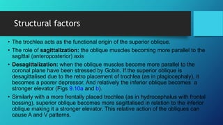 Structural factors
• The trochlea acts as the functional origin of the superior oblique.
• The role of sagittalization: the oblique muscles becoming more parallel to the
sagittal (anteroposterior) axis
• Desagittalization: when the oblique muscles become more parallel to the
coronal plane have been stressed by Gobin. If the superior oblique is
desagittalised due to the retro placement of trochlea (as in plagiocephaly), it
becomes a poorer depressor. And relatively the inferior oblique becomes a
stronger elevator (Figs 9.10a and b).
• Similarly with a more frontally placed trochlea (as in hydrocephalus with frontal
bossing), superior oblique becomes more sagittalised in relation to the inferior
oblique making it a stronger elevator. This relative action of the obliques can
cause A and V patterns.
 