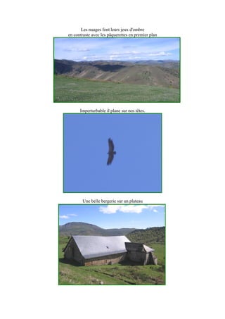 Les nuages font leurs jeux d'ombre
en contraste avec les pâquerettes en premier plan
Imperturbable il plane sur nos têtes.
Une belle bergerie sur un plateau
 