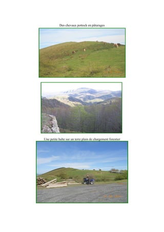 Des chevaux pottock en pâturages
Une petite halte sur un terre plain de chargement forestier
 