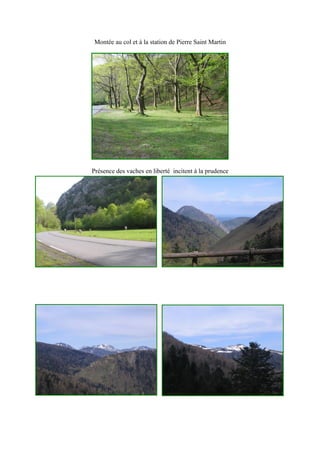 Montée au col et à la station de Pierre Saint Martin
Présence des vaches en liberté incitent à la prudence
 