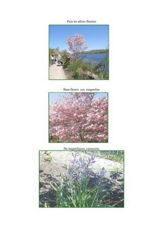 Puis les allées fleuries
Bien fleuris ces magnolias
De magnifiques, camassias
 