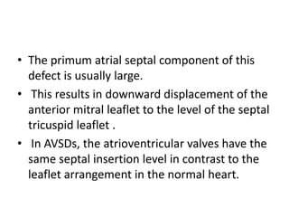 • The primum atrial septal component of this
  defect is usually large.
• This results in downward displacement of the
  anterior mitral leaflet to the level of the septal
  tricuspid leaflet .
• In AVSDs, the atrioventricular valves have the
  same septal insertion level in contrast to the
  leaflet arrangement in the normal heart.
 