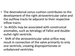 • The dextrodorsal conus cushion contributes to the
  development of the right atrioventricular valve and
  the outflow tracts lie adjacent to their respective
  inflow tracts.
• So AVSDs may be associated with conotruncal
  anomalies, such as tetralogy of Fallot and double-
  outlet right ventricle.
• Shift of the atrioventricular valve orifice may
  result in connection of the valve primarily to only
  one ventricle, creating disproportionate or
  unbalanced ventricles.
 
