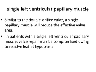 single left ventricular papillary muscle
• Similar to the double-orifice valve, a single
  papillary muscle will reduce the effective valve
  area.
• In patients with a single left ventricular papillary
  muscle, valve repair may be compromised owing
  to relative leaflet hypoplasia
 