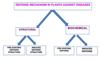 Avs defense responses of plants to pathogen | PPTX