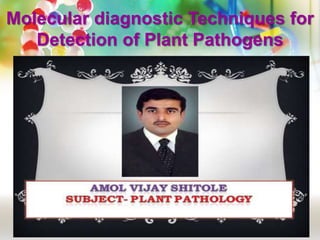 Molecular diagnostic Techniques for
Detection of Plant Pathogens
 