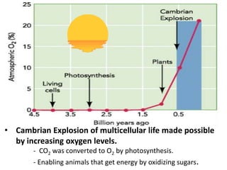 • Cambrian Explosion of multicellular life made possible
by increasing oxygen levels.
- CO2 was converted to O2 by photosynthesis.
- Enabling animals that get energy by oxidizing sugars.
 