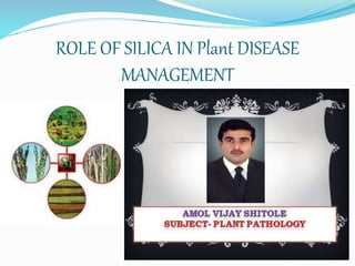 ROLE OF SILICA IN Plant DISEASE
MANAGEMENT
1
 