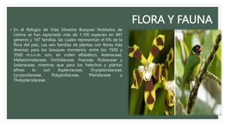 FLORA Y FAUNA
• En el Refugio de Vida Silvestre Bosques Nublados de
Udima se han reportado más de 1,100 especies en 487
géneros y 147 familias, las cuales representan el 6% de la
flora del país. Las seis familias de plantas con flores más
diversas para los bosques montanos, entre los 1500 y
3500 m.s.n.m. son, en orden alfabético, Asteraceae,
Melastomataceae, Orchidaceae, Poaceae, Rubiaceae y
Solanaceae, mientras que para los helechos y plantas
afines lo son Aspleniaceae, Dryopteridaceae,
Lycopodiaceae, Polypodiaceae, Pteridaceae y
Thelypteridaceae.
 