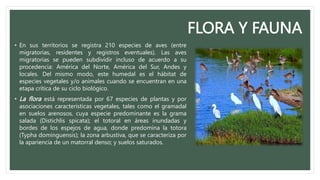 FLORA Y FAUNA
• En sus territorios se registra 210 especies de aves (entre
migratorias, residentes y registros eventuales). Las aves
migratorias se pueden subdividir incluso de acuerdo a su
procedencia: América del Norte, América del Sur, Andes y
locales. Del mismo modo, este humedal es el hábitat de
especies vegetales y/o animales cuando se encuentran en una
etapa crítica de su ciclo biológico.
• La flora está representada por 67 especies de plantas y por
asociaciones características vegetales, tales como el gramadal
en suelos arenosos, cuya especie predominante es la grama
salada (Distichlis spicata); el totoral en áreas inundadas y
bordes de los espejos de agua, donde predomina la totora
(Typha dominguensis); la zona arbustiva, que se caracteriza por
la apariencia de un matorral denso; y suelos saturados.
 