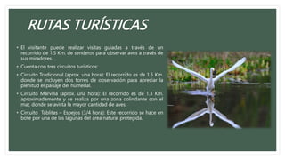 RUTAS TURÍSTICAS
• El visitante puede realizar visitas guiadas a través de un
recorrido de 1.5 Km. de senderos para observar aves a través de
sus miradores.
• Cuenta con tres circuitos turísticos:
• Circuito Tradicional (aprox. una hora): El recorrido es de 1.5 Km.
donde se incluyen dos torres de observación para apreciar la
plenitud el paisaje del humedal.
• Circuito Marvilla (aprox. una hora): El recorrido es de 1.3 Km.
aproximadamente y se realiza por una zona colindante con el
mar, donde se avista la mayor cantidad de aves.
• Circuito Tablitas – Espejos (3/4 hora): Este recorrido se hace en
bote por una de las lagunas del área natural protegida.
 