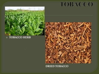 Pharmacognostical study of Tobacco