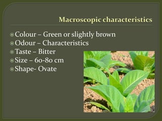 tobacco characteristics Pharmacognostical study of Tobacco