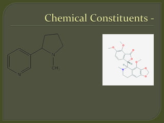 Pharmacognostical study of Tobacco