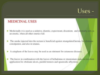 Pharmacognostical study of Tobacco