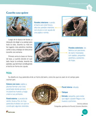 Luego de la época de lluvias, y
después de elegir a su pareja para
toda la vida, levanta su nido en
los lugares más extraños mientras
canta a dúo y trabaja sin descanso
durante una semana.
Primero arma la base en forma
de taza, y cuando decide en qué
lado hacer la entrada, levanta las
paredes, que terminan constituyendo
el techo en forma de cúpula.
Su diseño es muy parecido al de un horno de barro, como los que se usan en el campo para 		
cocinar pan.
Comprender textos informativos
53
Caserito casa quiere
Nido
Cámara con cuna: pajitas y
plumas forman una cuna
acolchada donde primero
incubará los huevos y luego 	
criará a sus pichones.
Paredes interiores: cuando
el barro aún está fresco,
alisa las paredes interiores
con el pico o con ayuda de
una pajita o ramita.
Paredes exteriores: las
fabrica con porciones
de barro mezcladas
con pajitas, pequeñas
piedritas y pedacitos
de hojas.
Pared interna: alisada.
Entrada: pequeña, para evitar 	
que algún cazador llegue a los
huevos o pichones.
Tabique
Pared externa: a prueba de
viento, lluvia y frío, es muy
parecida al adobe con que se
construyen algunas viviendas.
Archivo editorial
Fotografías: gentileza de Ricardo Cenzano Brandon.
 
