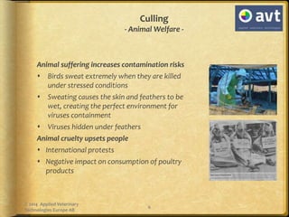 Culling
- Animal Welfare -
Animal suffering increases contamination risks
 Birds sweat extremely when they are killed
und...