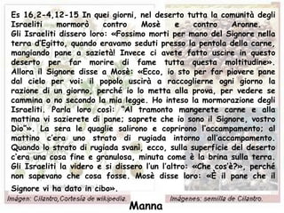 Es 16,2-4,12-15 In quei giorni, nel deserto tutta la comunità degli
Israeliti    mormorò      contro    Mosè      e    contro    Aronne.
Gli Israeliti dissero loro: «Fossimo morti per mano del Signore nella
terra d’Egitto, quando eravamo seduti presso la pentola della carne,
mangiando pane a sazietà! Invece ci avete fatto uscire in questo
deserto per far morire di fame tutta questa moltitudine».
Allora il Signore disse a Mosè: «Ecco, io sto per far piovere pane
dal cielo per voi: il popolo uscirà a raccoglierne ogni giorno la
razione di un giorno, perché io lo metta alla prova, per vedere se
cammina o no secondo la mia legge. Ho inteso la mormorazione degli
Israeliti. Parla loro così: “Al tramonto mangerete carne e alla
mattina vi sazierete di pane; saprete che io sono il Signore, vostro
Dio”». La sera le quaglie salirono e coprirono l’accampamento; al
mattino c’era uno strato di rugiada intorno all’accampamento.
Quando lo strato di rugiada svanì, ecco, sulla superficie del deserto
c’era una cosa fine e granulosa, minuta come è la brina sulla terra.
Gli Israeliti la videro e si dissero l’un l’altro: «Che cos’è?», perché
non sapevano che cosa fosse. Mosè disse loro: «È il pane che il
Signore vi ha dato in cibo».

                               Manna
 