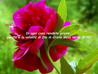ALLELUIA 1Ts 5,18

In ogni cosa rendete grazie:
questa è la volontà di Dio in Cristo Gesù verso di voi.

 