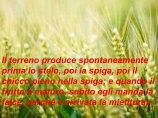 Il terreno produce spontaneamente
prima lo stelo, poi la spiga, poi il
chicco pieno nella spiga; e quando il
frutto è maturo, subito egli manda la
falce, perché è arrivata la mietitura».
 