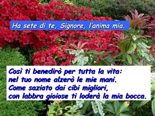Ha sete di te, Signore, l’anima mia.Ha sete di te, Signore, l’anima mia.
Così ti benedirò per tutta la vita:Così ti benedirò per tutta la vita:
nel tuo nome alzerò le mie mani.nel tuo nome alzerò le mie mani.
Come saziato dai cibi migliori,Come saziato dai cibi migliori,
con labbra gioiose ti loderà la mia bocca.con labbra gioiose ti loderà la mia bocca.
 